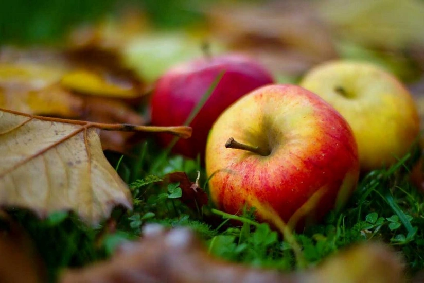 Azerbaijan doubles apple exports