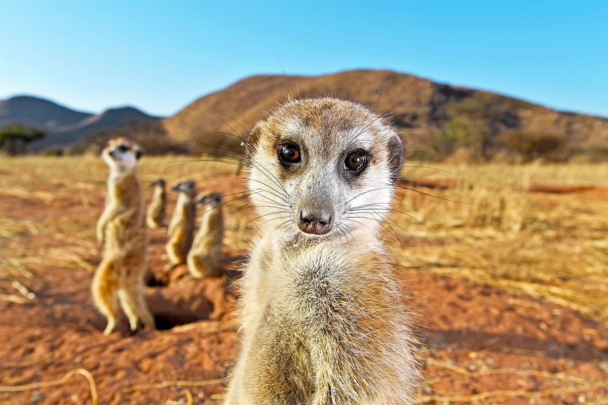 Scientists find hundreds of unique species in Africa’s newest and most threatened ecoregion