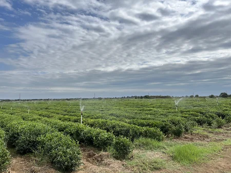Türkiyə səfiri Lənkəranda çay tingləri əkib
