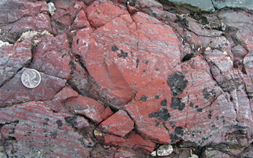 Ancient organisms on Earth discovered