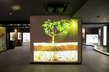 “Şəki Şərab” zavodunda köpüklənən şərabların istehsalına başlanılıb