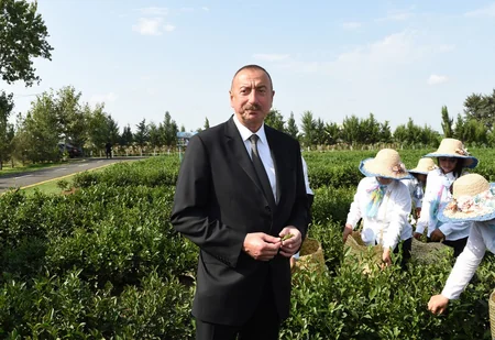 Prezident İlham Əliyev Lənkəranda “Yaşıl Çay” plantasiyası ilə tanış olub