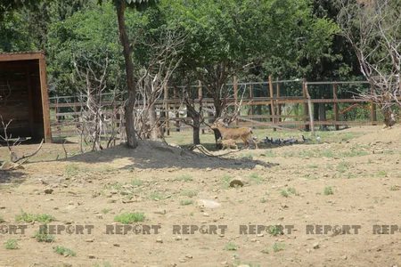 Tbilisi zooparkının sevimli və nəcib sakinləri - Azərbaycanın hədiyyəsi - VİDEOREPORTAJ