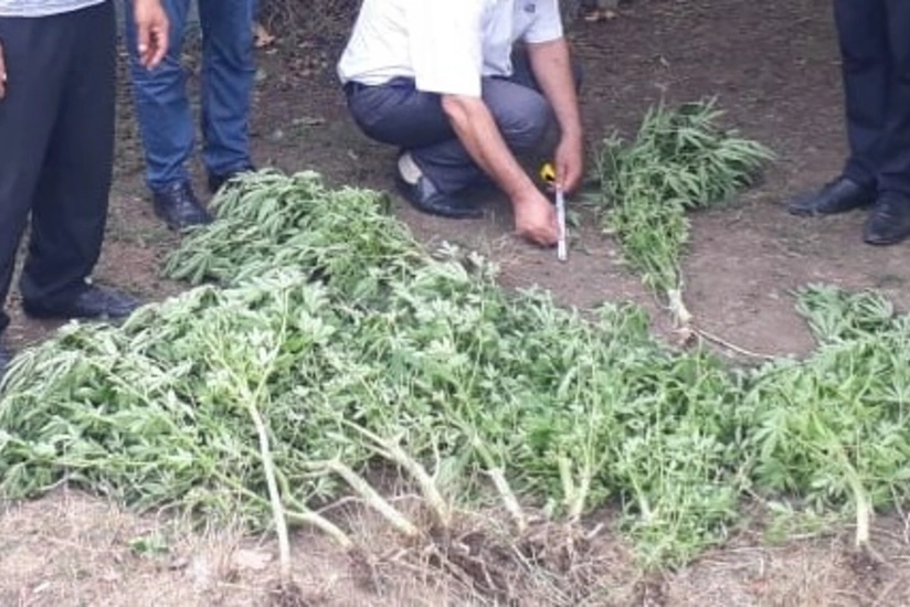 Masallı polisi əməliyyat keçirib, saxlanılan var