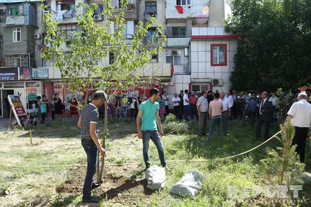 В Баку жители провели акцию протеста против вырубки деревьев - ФОТО