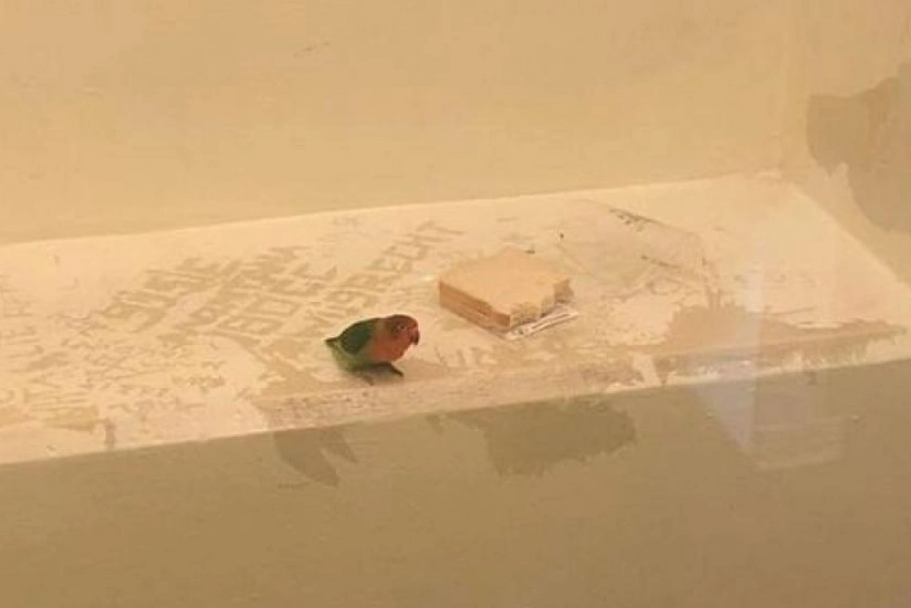 Niderlandda polis tutuquşunu həbs edib