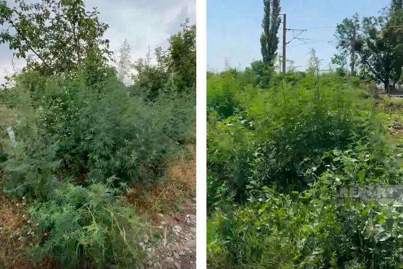 Şəmkirdə yabanı halda bitən 25 tona yaxın çətənə bitkisi məhv edilib