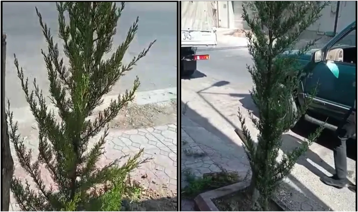 Bakıda kəsilən ağacların yerinə yeniləri əkilib