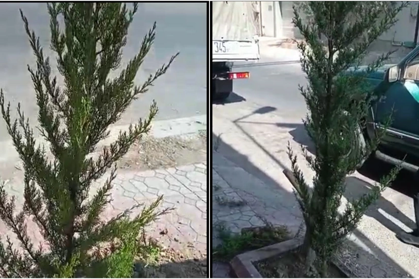 Bakıda kəsilən ağacların yerinə yeniləri əkilib