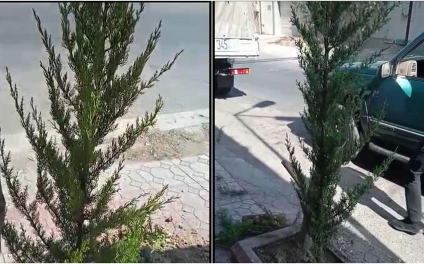 Bakıda kəsilən ağacların yerinə yeniləri əkilib