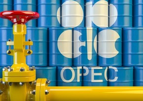 Bloomberg: OPEC expects released oil stockpiles to create oversupply in market