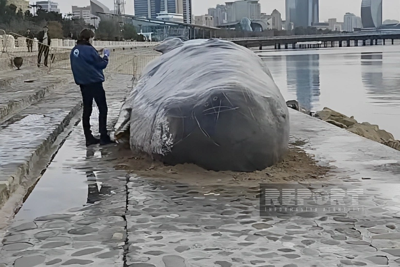 Whale model on display in Baku to raise awareness on climate change