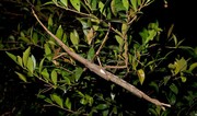 Australia’s heaviest insect discovered in tropical rainforest