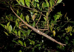 Australia’s heaviest insect discovered in tropical rainforest