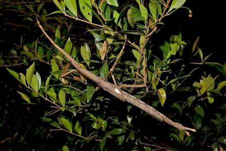 Australia’s heaviest insect discovered in tropical rainforest