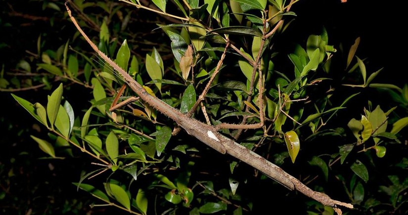 Australia’s heaviest insect discovered in tropical rainforest