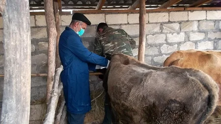 Qaxda heyvanlar arasında profilaktik tədbirlər aparılır
