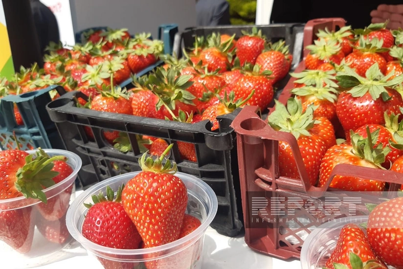 Цены на клубнику в Джалилабаде снизились в 4 раза