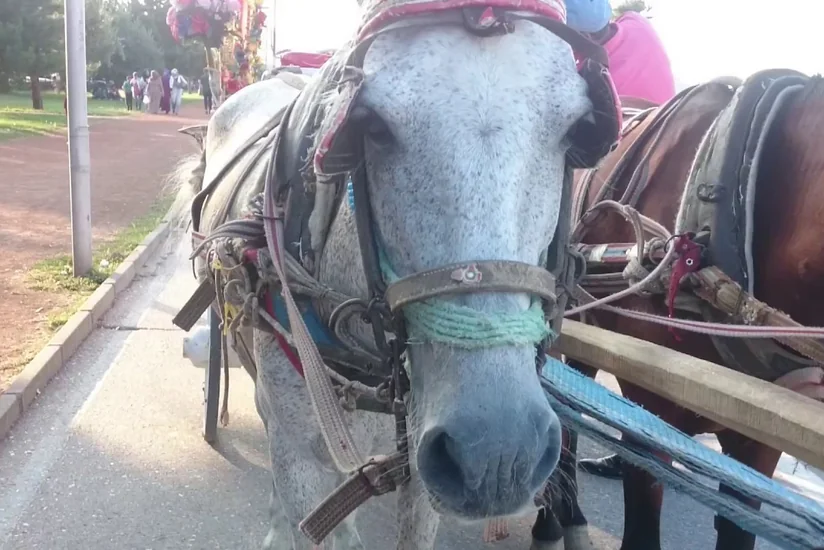 Goranboyda avtomobil at arabasını vurub, xəsarət alan var