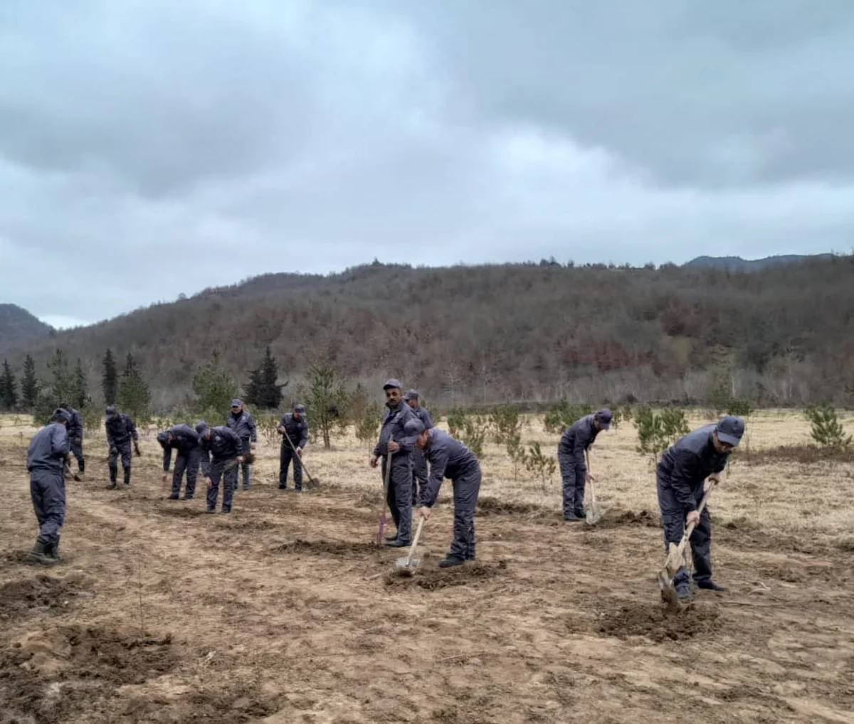 Yel çərşənbəsində 20 000  ağac əkilib