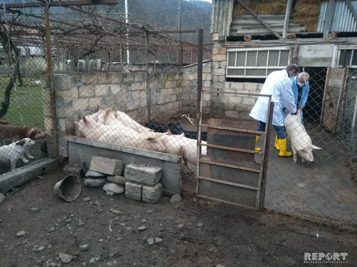 Gürcüstanla sərhəd olan Qax rayonunda donuz qripinə qarşı tədbirlər görülür - FOTO
