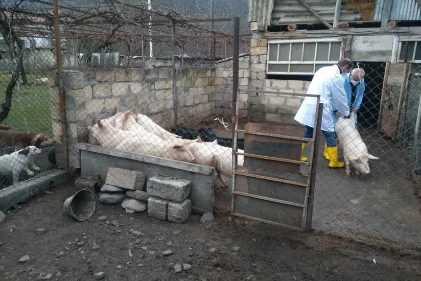Gürcüstanla sərhəd olan Qax rayonunda donuz qripinə qarşı tədbirlər görülür - FOTO