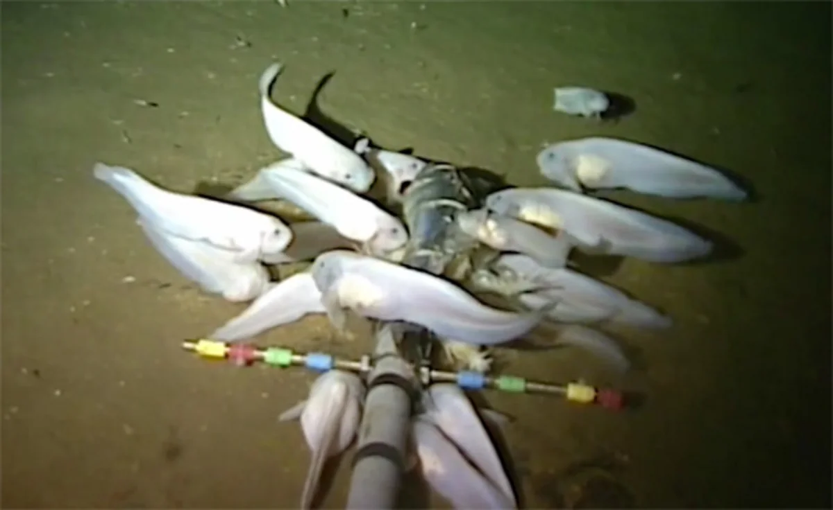 Scientists found deepest-living fish in Pacific Ocean - VIDEO