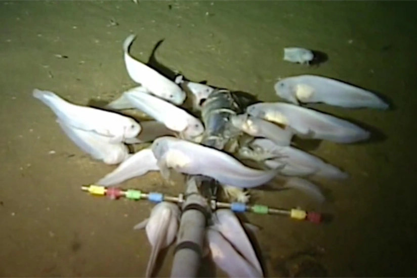 Scientists found deepest-living fish in Pacific Ocean - VIDEO
