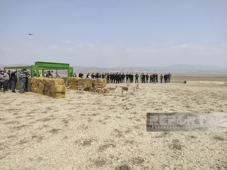 Acınohur düzünə növbəti dəfə ceyranlar buraxılıb
