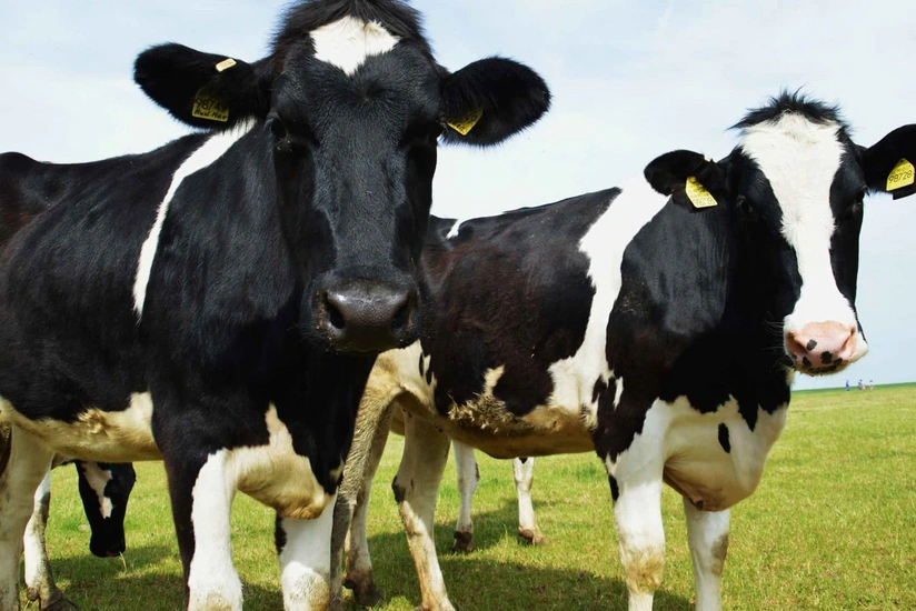 Azərbaycanda inəklərin güzəştli sığortası başlayıb