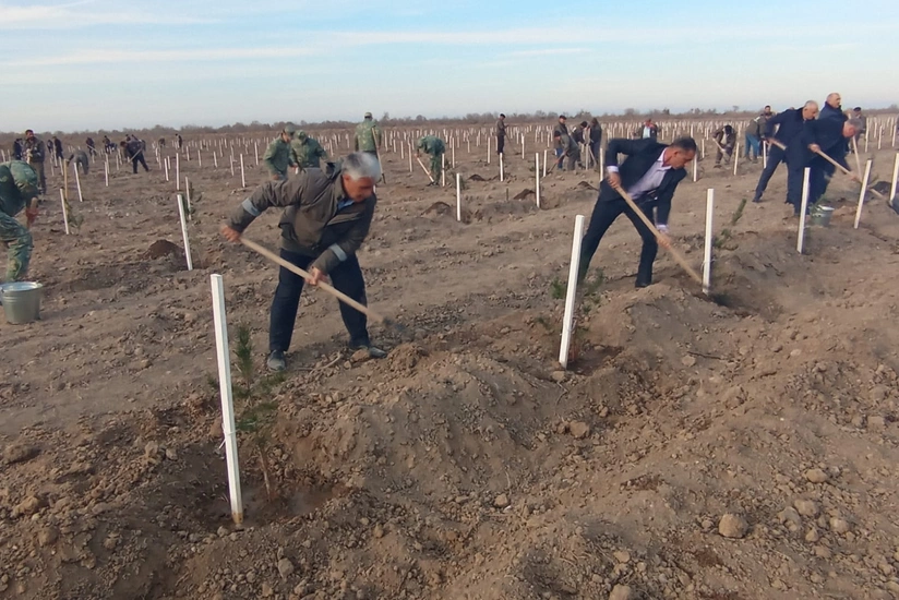Bu gün meşə fondu torpaqlarında 3 mindən artıq ağac əkilib