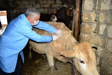 Zərdabda heyvanlar arasında iti yoluxucu xəstəliklərə qarşı profilaktik tədbirlər aparılır