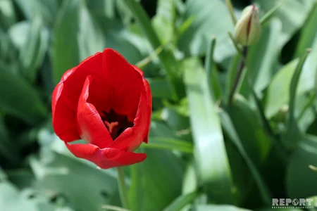 “Sakura ağaclarının Azərbaycanda çıçəklənməsi” adlı tədbir keçirilib