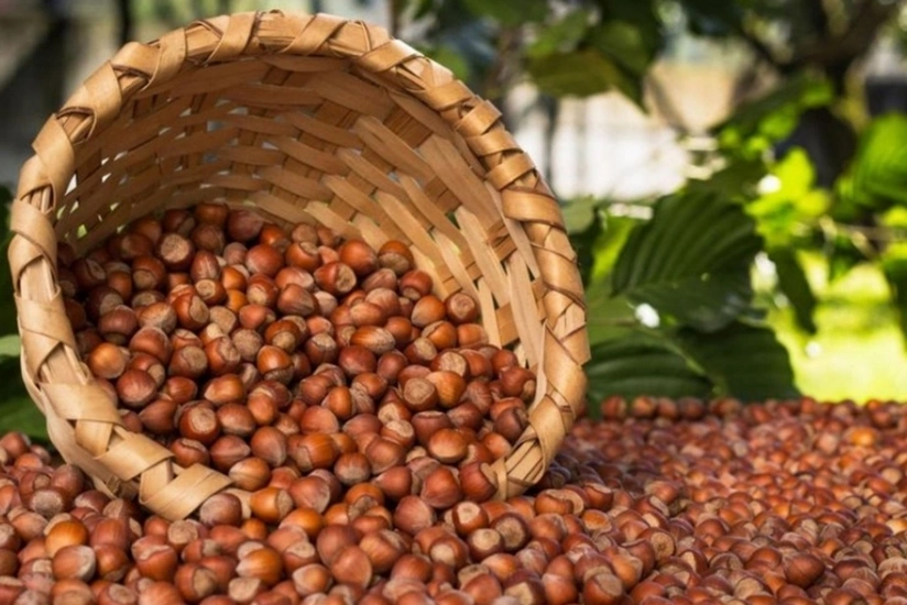 Доходы Азербайджана от экспорта лесных орехов выросли на 17%