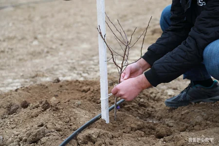 Report News Agency takes part in tree planting campaign - VIDEO