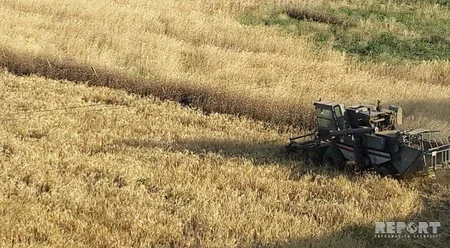 В Ярдымлы наблюдается нехватка комбайнов - ОБНОВЛЕНО