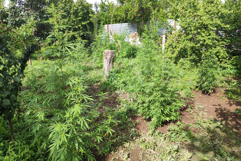 Samuxda narkotik yetişdirməkdə şübhəli bilinən şəxs saxlanılıb