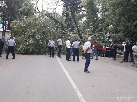 Güclü külək Bakının 6 rayonunda ağacları qırıb - FOTO