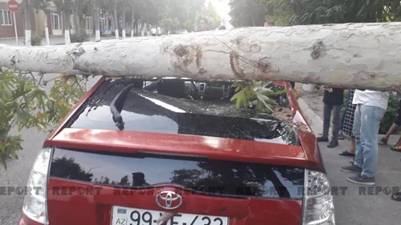 Kürdəmirdə ağac avtomobilin üzərinə aşıb