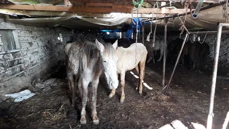 Cəlilabadın Maşlıq kəndində qanunsuz at kəsimi və at əti tədarükü ilə məşğul olanlar aşkarlanıb