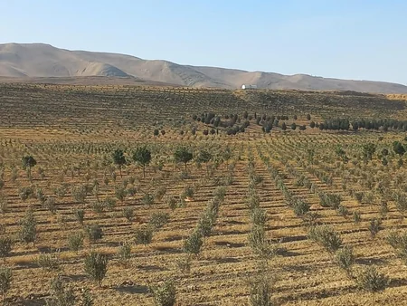 Azərbaycanda payız əkin mövsümü başlayandan 785 mindən artıq ağac əkilib