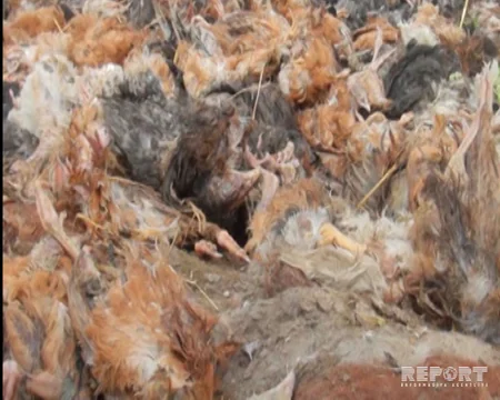 Kürdəmirdə dərmandan zəhərlənən 2000 ev quşu tələf olub