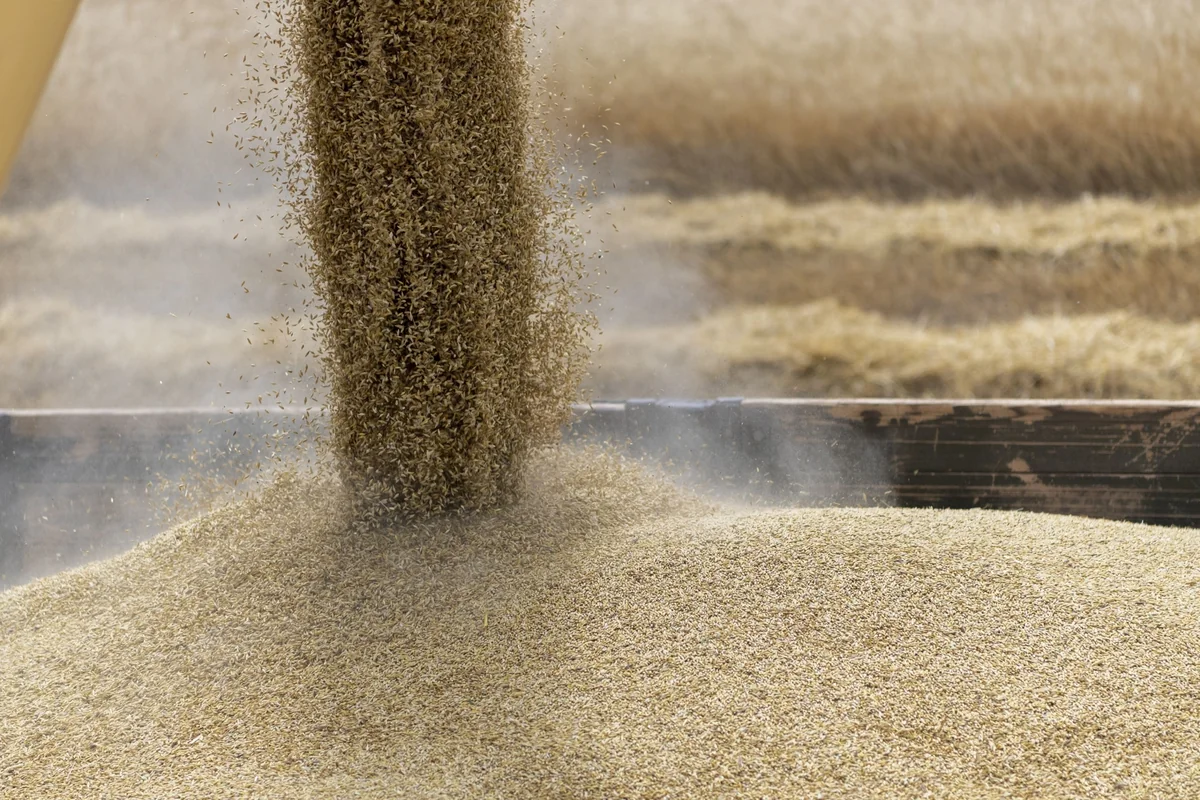 Russian MFA: Contacts with Türkiye on grain deal continue