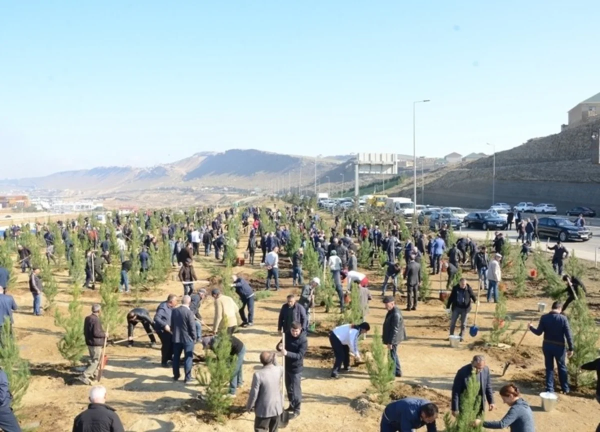 Baş Nazirin müavini: 650 min ağac əkmək aksiyası möhtəşəm xalq hərəkatına çevrildi