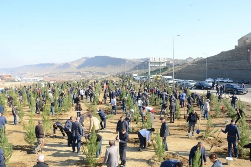 Baş Nazirin müavini: 650 min ağac əkmək aksiyası möhtəşəm xalq hərəkatına çevrildi