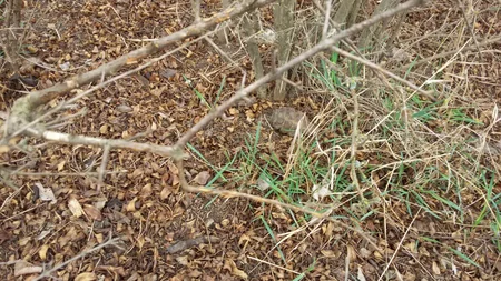 Ağcabədidə əl qumbarası aşkarlanıb