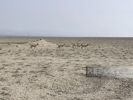 Acınohur düzünə növbəti dəfə ceyranlar buraxılıb