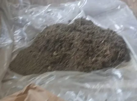 Yevlaxda həyətində çətənə bitkisi yetişdirən şəxs saxlanılıb