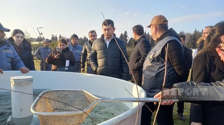 Masallıda Viləş çayına 87 min balıq körpəsi buraxılıb