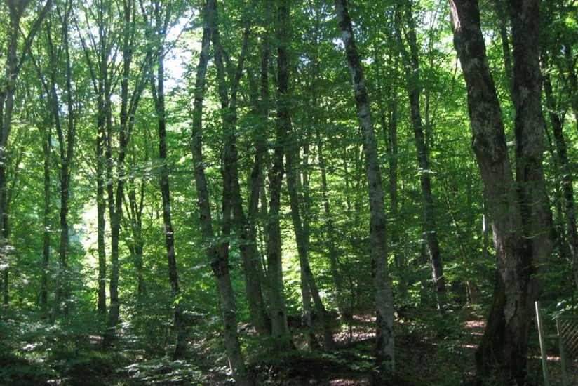 Meşə sahələrində qabaqlayıcı tədbirlər görülür